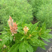 ヒメ日記 2025/08/30 08:10 投稿 ななお 奥鉄オクテツ東京店（デリヘル市場）