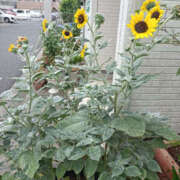 ヒメ日記 2025/09/08 06:45 投稿 ななお 奥鉄オクテツ東京店（デリヘル市場）