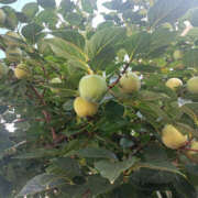 ヒメ日記 2025/09/24 16:00 投稿 ななお 奥鉄オクテツ東京店（デリヘル市場）