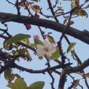 ヒメ日記 2025/10/04 05:55 投稿 ななお 奥鉄オクテツ東京店（デリヘル市場）