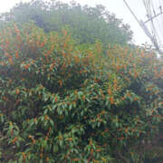 ヒメ日記 2025/10/24 10:25 投稿 ななお 奥鉄オクテツ東京店（デリヘル市場）