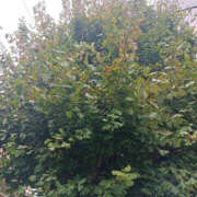 ヒメ日記 2025/10/26 12:40 投稿 ななお 奥鉄オクテツ東京店（デリヘル市場）