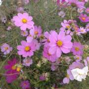 ヒメ日記 2025/11/06 07:10 投稿 ななお 奥鉄オクテツ東京店（デリヘル市場）