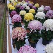 ヒメ日記 2025/11/10 06:40 投稿 ななお 奥鉄オクテツ東京店（デリヘル市場）