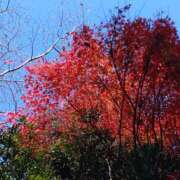 ヒメ日記 2025/12/01 13:05 投稿 ななお 奥鉄オクテツ東京店（デリヘル市場）