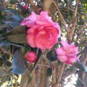 ヒメ日記 2025/12/06 07:45 投稿 ななお 奥鉄オクテツ東京店（デリヘル市場）