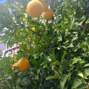 ヒメ日記 2025/12/20 07:50 投稿 ななお 奥鉄オクテツ東京店（デリヘル市場）