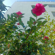 ヒメ日記 2025/12/24 12:50 投稿 ななお 奥鉄オクテツ東京店（デリヘル市場）