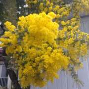 ヒメ日記 2026/03/03 07:50 投稿 ななお 奥鉄オクテツ東京店（デリヘル市場）