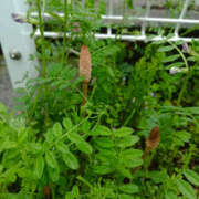 ヒメ日記 2026/04/03 07:50 投稿 ななお 奥鉄オクテツ東京店（デリヘル市場）