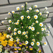 ヒメ日記 2026/04/09 07:15 投稿 ななお 奥鉄オクテツ東京店（デリヘル市場）