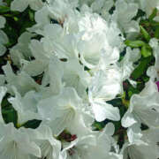 ヒメ日記 2026/04/18 15:25 投稿 ななお 奥鉄オクテツ東京店（デリヘル市場）