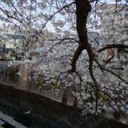 ヒメ日記 2026/04/13 13:45 投稿 あゆみ 渋谷人妻城