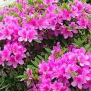 ヒメ日記 2025/04/27 13:52 投稿 安部 渋谷人妻城