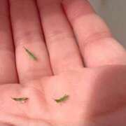 ヒメ日記 2025/02/12 15:17 投稿 楓 渋谷人妻城