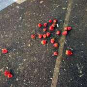 ヒメ日記 2025/03/12 01:44 投稿 楓 渋谷人妻城