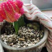 ヒメ日記 2025/03/13 17:48 投稿 楓 渋谷人妻城