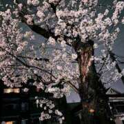 ヒメ日記 2025/03/29 02:40 投稿 楓 渋谷人妻城