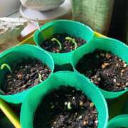 ヒメ日記 2025/05/06 11:43 投稿 楓 渋谷人妻城