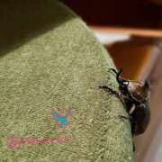 ヒメ日記 2025/05/22 21:48 投稿 楓 渋谷人妻城