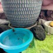 ヒメ日記 2025/05/24 14:50 投稿 楓 渋谷人妻城