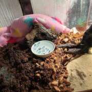 ヒメ日記 2025/06/17 01:07 投稿 楓 渋谷人妻城