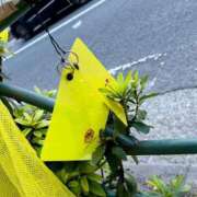 ヒメ日記 2025/06/30 13:20 投稿 楓 渋谷人妻城