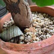 ヒメ日記 2025/07/02 12:32 投稿 楓 渋谷人妻城