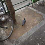 ヒメ日記 2025/03/21 21:15 投稿 春山 渋谷人妻城