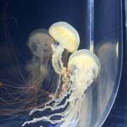 ヒメ日記 2026/03/03 09:11 投稿 本田 渋谷人妻城