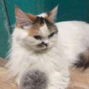 本田 今日の天気トーク 渋谷人妻城