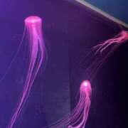 ヒメ日記 2026/03/13 09:33 投稿 本田 渋谷人妻城