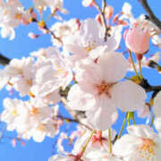 ヒメ日記 2026/03/16 09:20 投稿 本田 渋谷人妻城