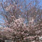 ヒメ日記 2026/03/24 09:05 投稿 本田 渋谷人妻城