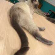 ヒメ日記 2026/03/26 09:07 投稿 本田 渋谷人妻城