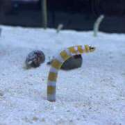 ヒメ日記 2026/03/30 09:56 投稿 本田 渋谷人妻城