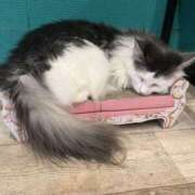 ヒメ日記 2026/03/31 09:08 投稿 本田 渋谷人妻城