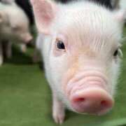 ヒメ日記 2026/04/06 09:42 投稿 本田 渋谷人妻城