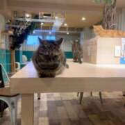 ヒメ日記 2026/04/08 09:45 投稿 本田 渋谷人妻城