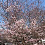 ヒメ日記 2026/04/10 09:00 投稿 本田 渋谷人妻城