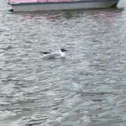 ヒメ日記 2026/04/17 09:07 投稿 本田 渋谷人妻城