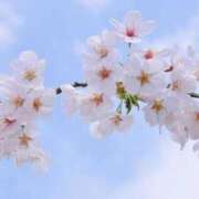 ヒメ日記 2025/04/21 14:00 投稿 糸月まおん AROMAGE（アロマージュ）