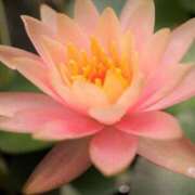 糸月まおん 出勤情報 AROMAGE（アロマージュ）