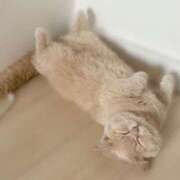 ヒメ日記 2025/04/18 01:20 投稿 しおん ラブリップ大宮店