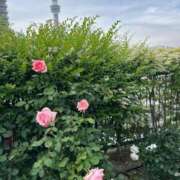 ヒメ日記 2025/05/17 11:45 投稿 土屋 熟女の風俗最終章 横浜本店