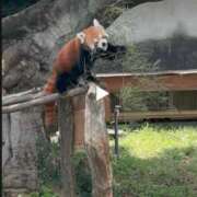 ヒメ日記 2025/07/01 23:04 投稿 土屋 熟女の風俗最終章 横浜本店