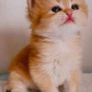 ヒメ日記 2025/12/03 23:35 投稿 土屋 熟女の風俗最終章 横浜本店