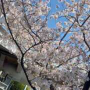 ヒメ日記 2025/04/12 09:28 投稿 なほみ clubあきな