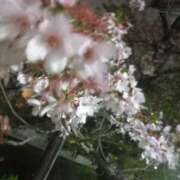 ヒメ日記 2025/04/14 09:35 投稿 なほみ clubあきな