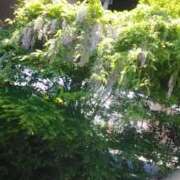 ヒメ日記 2025/04/24 12:09 投稿 なほみ clubあきな